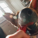 Анализ игровой механики слот-игры The Dog House