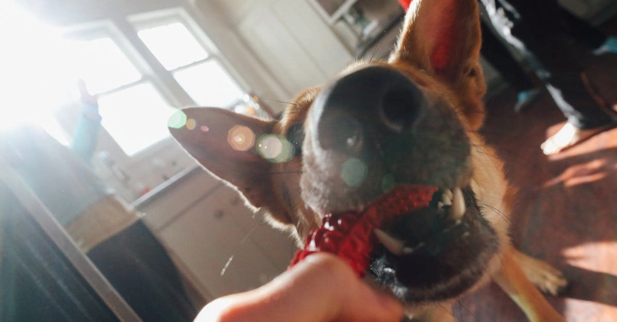 Анализ игровой механики слот-игры The Dog House